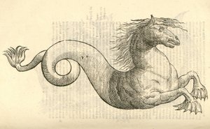 Illustratie van Equus marinus monstrosus uit Aldrovandis Geschiedenis van Monsters, 1642 door Italian School