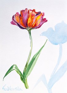 Tulp