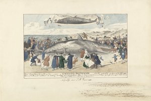 Potvis gestrand bij Egmond aan Zee, 1764