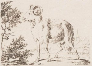 Een ram