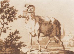 Een ram