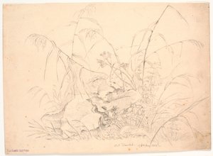 Plantenstudie. Riet en zuring door J.P. Møller