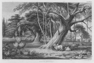 Banyan, Baobab enz.