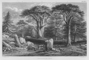 Coniferen of Pijnbomen (gekleurde gravure)