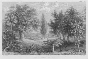Fruit- en sierbomen