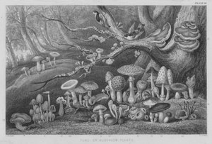 Schimmels of paddenstoelen
