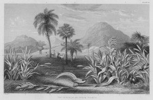 De Cerealia of graanplanten