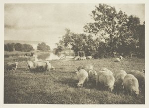 Een studie van schapen