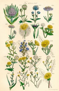 Pagina met kleurillustraties uit Britse Wilde Bloemen naar een werk van J. E. Sowerby en C. P. Johnson door J. E. and Johnson C. P.  Sowerby