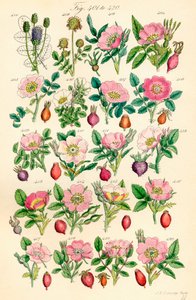 Pagina met kleurillustraties van Britse Wilde Bloemen naar een werk van J. E. Sowerby en C. P. Johnson