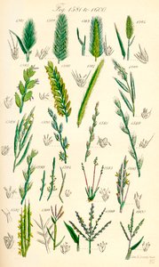 Pagina met kleurenillustraties uit Britse wilde bloemen naar een werk van J. E. Sowerby en C. P. Johnson door J. E. and Johnson C. P.  Sowerby