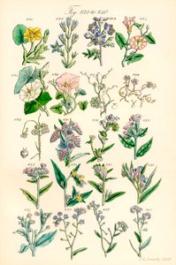 Pagina met kleurenillustraties uit Britse wilde bloemen naar een werk van J. E. Sowerby en C. P. Johnson door J. E. and Johnson C. P.  Sowerby