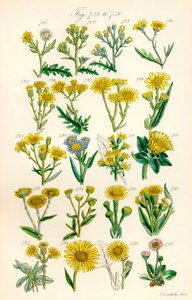 Pagina met kleurenillustraties uit Britse wilde bloemen naar een werk van J. E. Sowerby en C. P. Johnson door J. E. and Johnson C. P.  Sowerby