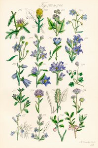 Pagina met kleurenillustraties uit Britse wilde bloemen naar een werk van J. E. Sowerby en C. P. Johnson door J. E. and Johnson C. P.  Sowerby