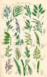 Pagina met kleurillustraties van Britse wilde bloemen naar een werk van J. E. Sowerby en C. P. Johnson door J. E. and Johnson C. P.  Sowerby