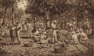 Cacaobonen breken in Trinidad door J. Macfarlane