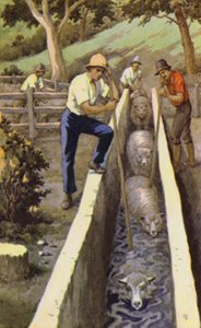 Schapen Dopen door J. Macfarlane