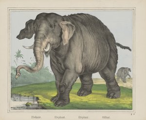 Olifant