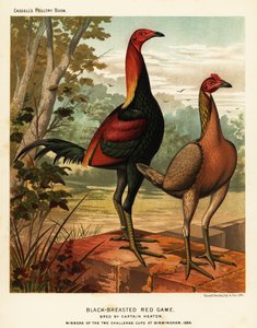 Zwartborstige rode vechtvogels
