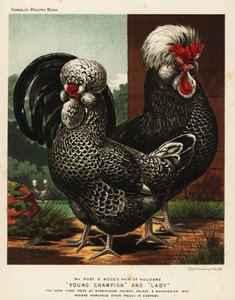 Houdan of Poule de Houdan haan en hen