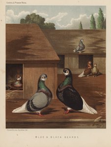 Duiven: Blauwe en Zwarte Baarden door J. W. (after) Ludlow