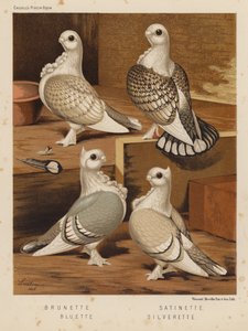 Duiven: Brunette; Satinette; Bluette; Silverette door J. W. (after) Ludlow