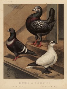 Duiven: Birmese of Florentijnse; Spreeuw; Spot Fee door J. W. (after) Ludlow