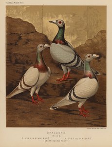 Duiven: Dragoons, Blauw, Zilver, Bruine Balk, Zilver, Zwarte Balk, Birmingham Fancy door J. W. (after) Ludlow