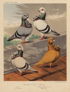 Duiven: Engelse Uilen, Blauw, Gepoederd Blauw, Zilver, Geel door J. W. (after) Ludlow
