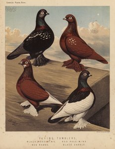 Duiven: Vliegende Tuimelaars, Zwarte Roosvleugel, Rode Roosvleugel, Rode Badge, Zwarte Zadel door J. W. (after) Ludlow
