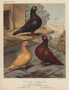 Duiven: Vliegende Tumblers, Schone Poten, Zwart-Gevlekt of Roosvleugelig, Geel-Gevlekt, Rood-Gevlekt door J. W. (after) Ludlow