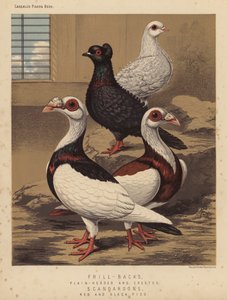Duiven: Frill-Backs, Eenvoudig Gehoofd en Gecrest; Scandaroons, Rood en Zwart Bonte door J. W. (after) Ludlow