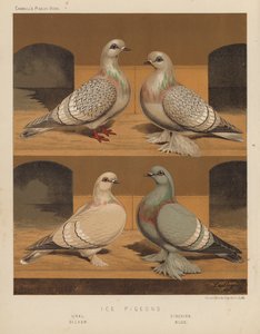 Duiven: IJsduiven, Oeral, Siberisch, Zilver, Blauw