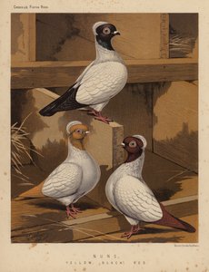 Duiven: Nonnen, Geel, Zwart, Rood
