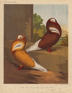 Duiven: Rode en Gele Jacobijnen door J. W. (after) Ludlow