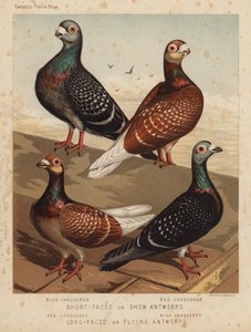 Duiven: Kortgesnavelde of Show Antwerps, Blauwgeblokt, Roodgeblokt; Langgesnavelde of Vliegende Antwerps, Roodgeblokt, Blauwgeblokt door J. W. (after) Ludlow