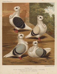 Duiven: Turbits, Blauwgeblokt en Zilver, Schelp Kroon, Blauw, Puntkammen door J. W. (after) Ludlow