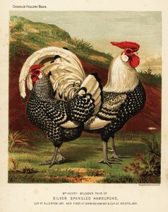 Zilvergespikkelde Hamburgh haan en hen