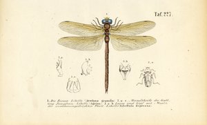 Libellen met hun monddelen en larven door J. W. Tenhaeff