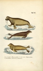 Zeeleeuw, pelsrob en walrus door J. W. Tenhaeff