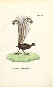 Schitterende liervogel door J. W. Tenhaeff