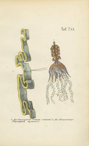 door J. W. Tenhaeff