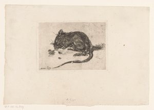Muis