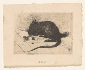 Muis