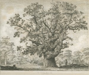 Needwood - Swilcar Eik door Jacob George Strutt