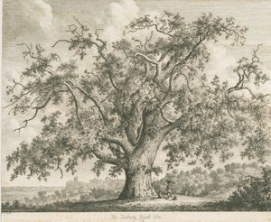 Tutbury - "Wych Elm": ets, nd [ca. 1820] door Jacob George Strutt