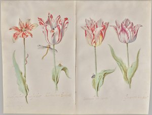 Vier tulpen