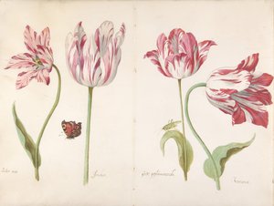 Vier Tulpen: Boter man, Joncker Edelman, Grote geplumaceerde