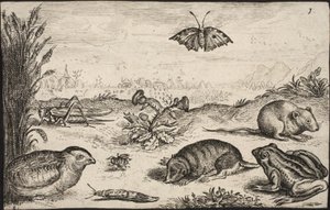 Kleine dieren en insecten: sprinkhaan, vlinder, veldmuis, patrijs, bij, slak, mol en kikker door Jacob Matham