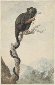 Een roodhandtamarin door Jacob Perkois